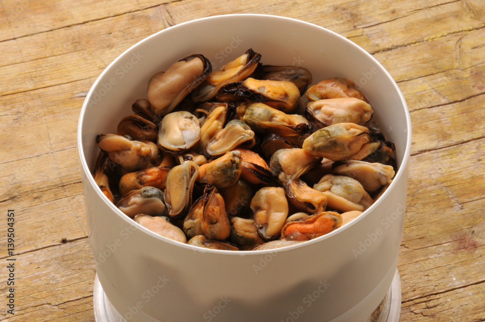 Mytilus galloprovincialis Mediterreense mossel Mediterranean mussel Mediteranska dagnja Cozze Черноморская мидия Peoci Trai Địa Trung Hải Muscoli 地中海貽貝 ムラサキイガイ