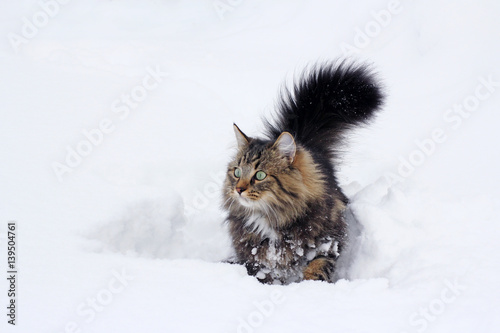 Norwegische Waldkatze im hohen Schnee © Astrid Gast