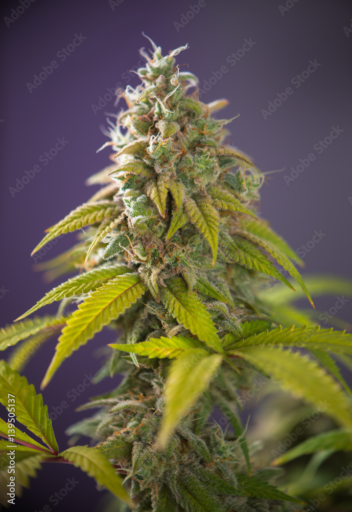 Cannabis cola (Thousand Oaks marijuana strain) with visible hairs and leaves on late flowering stage Cannabis cola (Thousand Oaks marijuana strain) with visible hairs and leaves on late flowering stage