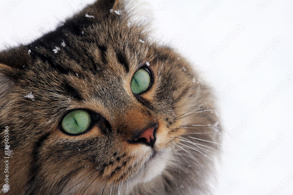 Das Gesicht von einer Norwegischen Waldkatze mit Schneeflocken
