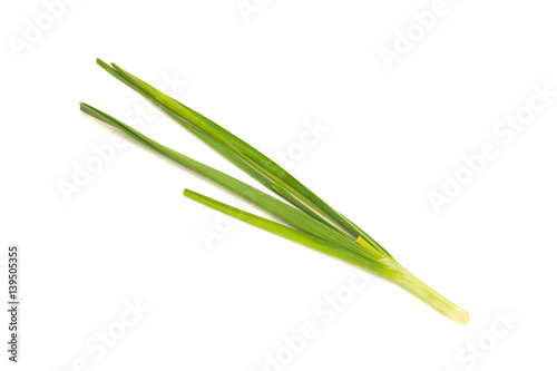 Asian chives (leek) isolated on white background