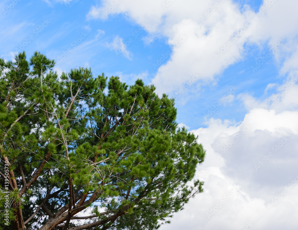 Pine tree at community park