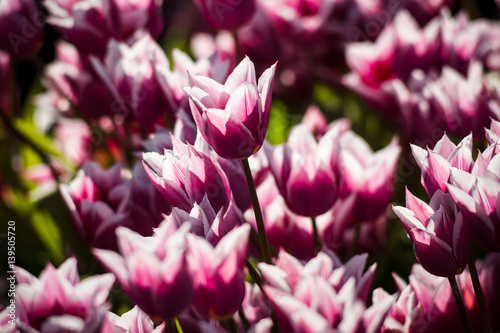 Tulip. Beautiful pink tulips, colorful flowers in spring. Flower tulips background.