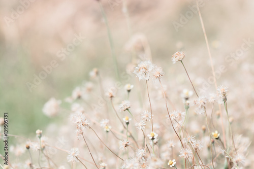 meadow flowers in soft warm light. Vintage autumn landscape blurry natural background. © Ammak