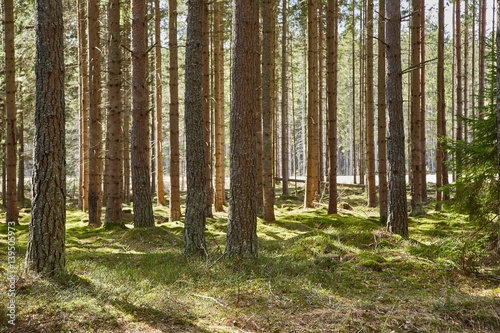 Forest of Pines