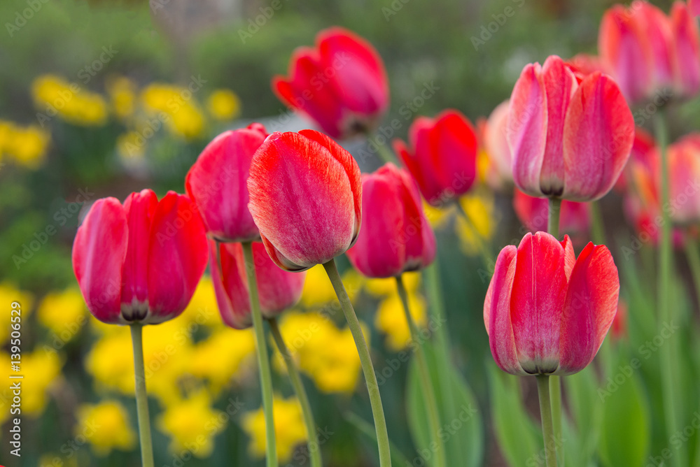 Obraz premium Wiosenne tulipany