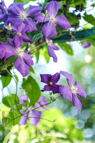Beautiful purple flowers of clematis over green background.