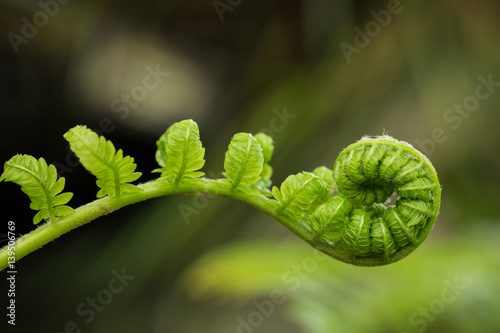 Fiddlehead unfurling