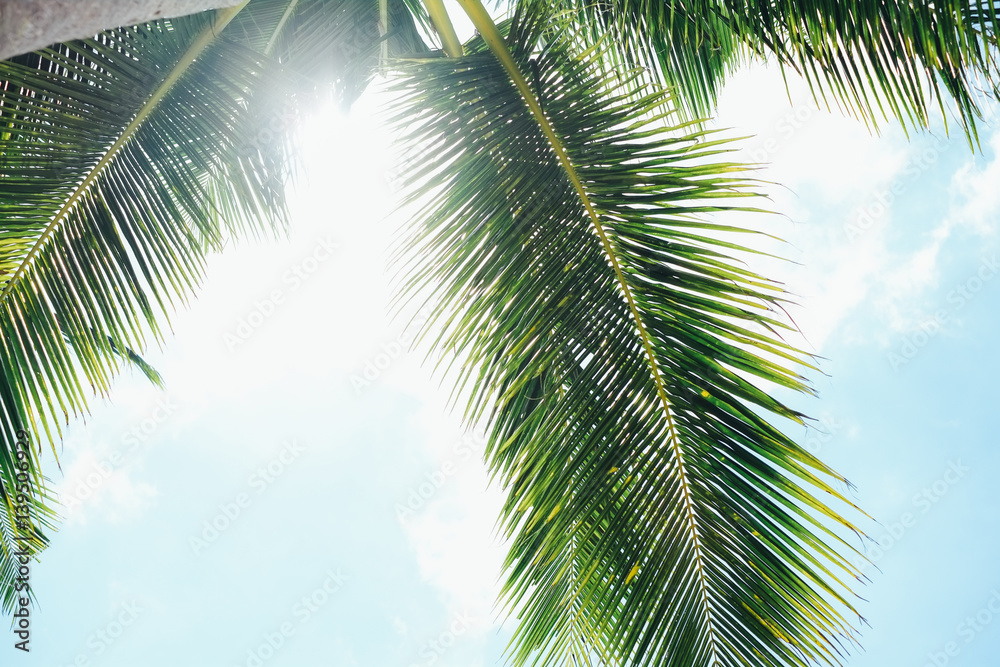 Fototapeta premium Coconut palm tree with sunlight passing through
