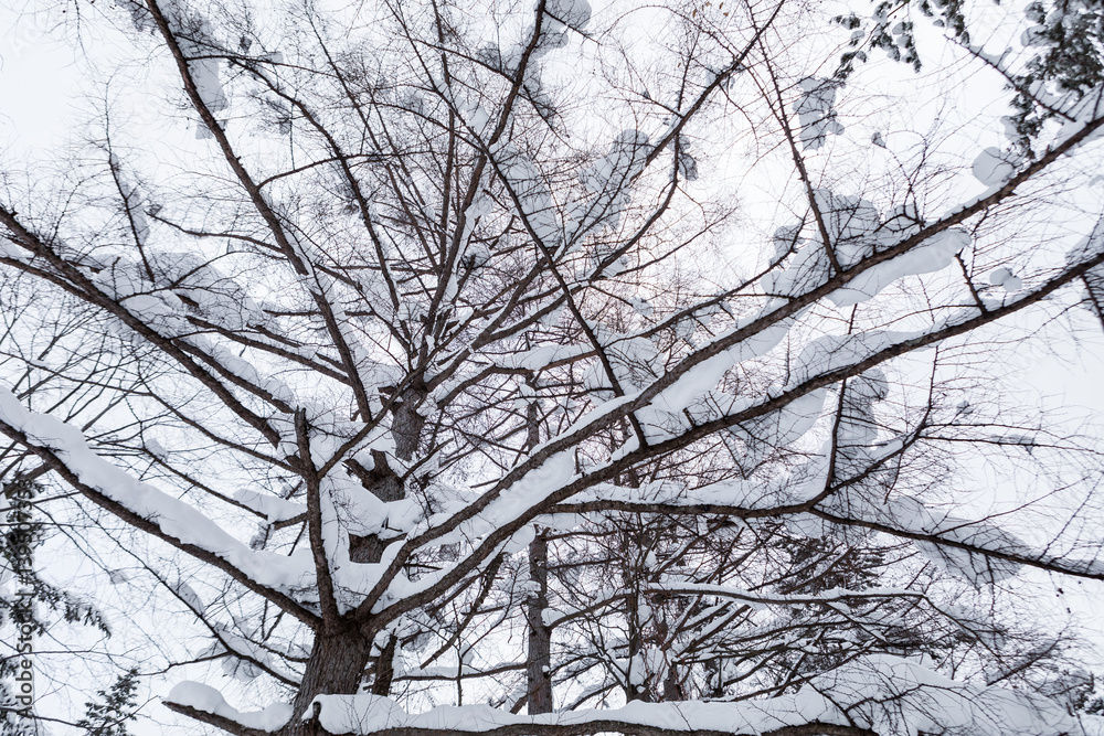 Bottom view of tree covered by snow, winter season, Japan. Bottom view of tree covered by snow, winter season, Japan.