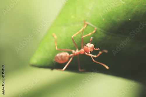 World of ant / Ants working © chenhawnan