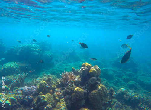 Undersea scene with marine animals. Exotic seashore corals and fishes.
