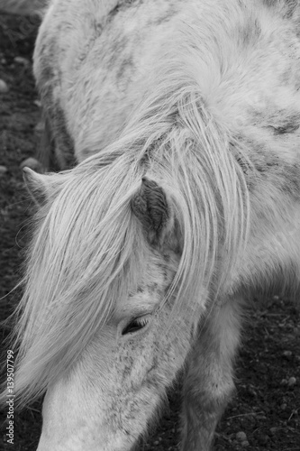 Wild Icelandic Pony