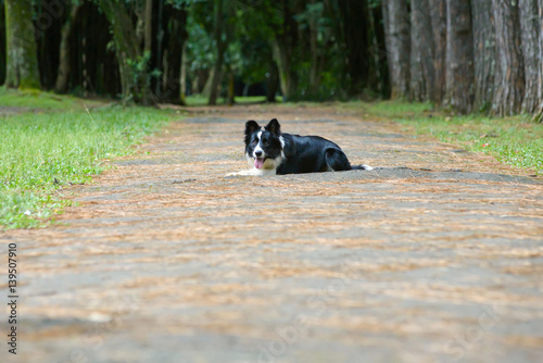 dog lying down on the street on the woods