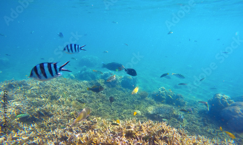 Underwater scene with colorful exotic fishes. Blue sea water above sharp corals.