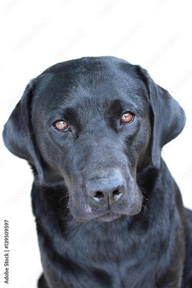 Black Labrador Dog Close Up White Background Looking At Camera Black Labrador Dog Close Up White Background Looking At Camera