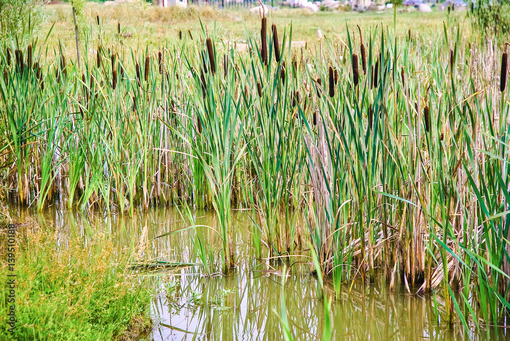 Bulrush, or cattail (Typha) on the shore of the pond Bulrush, or cattail (Typha) on the shore of the pond