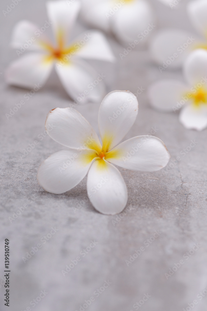 Spa still with frangipani on grey background.

