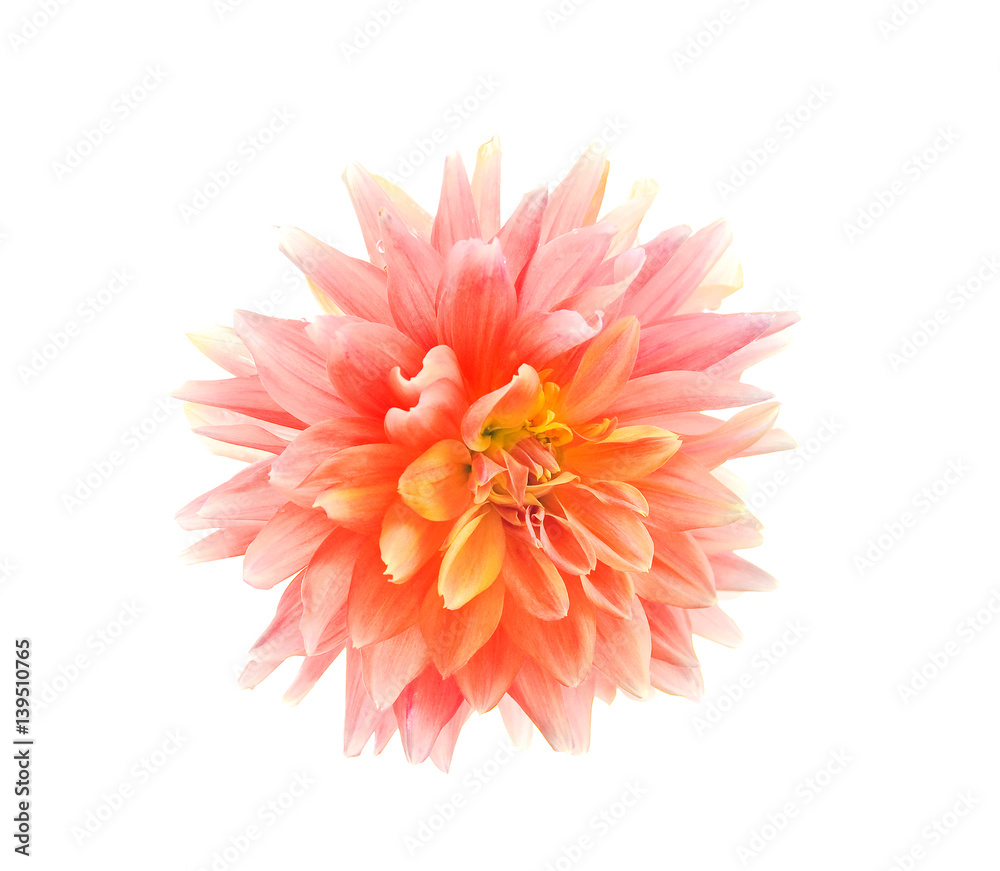 Dahlia coral color isolated on white background