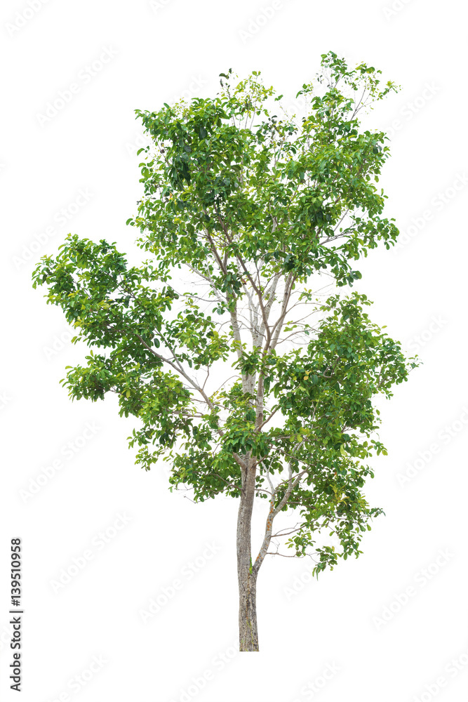 Tree Isolated on white background, Object element for design. Clipping path