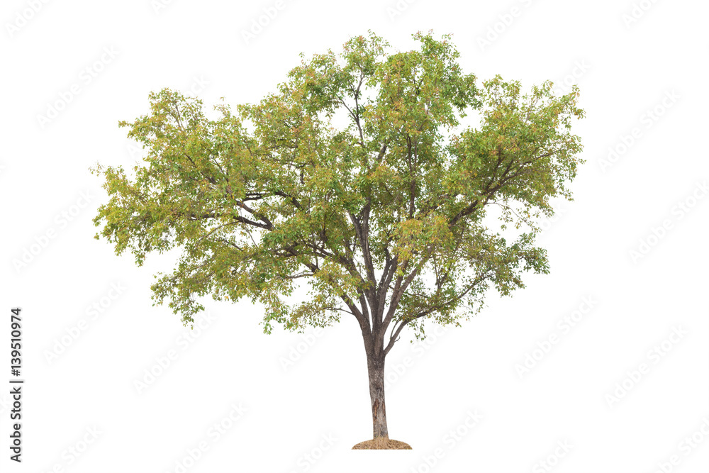 Fototapeta premium Tree Isolated on white background, Object element for design. Clipping path