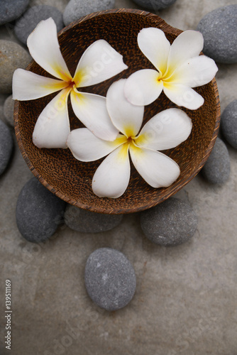 Three frangipani in wooden bowl with spa stones on grey background.    