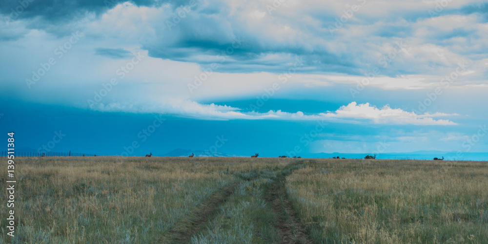 Elk on the horizon, New Mexico