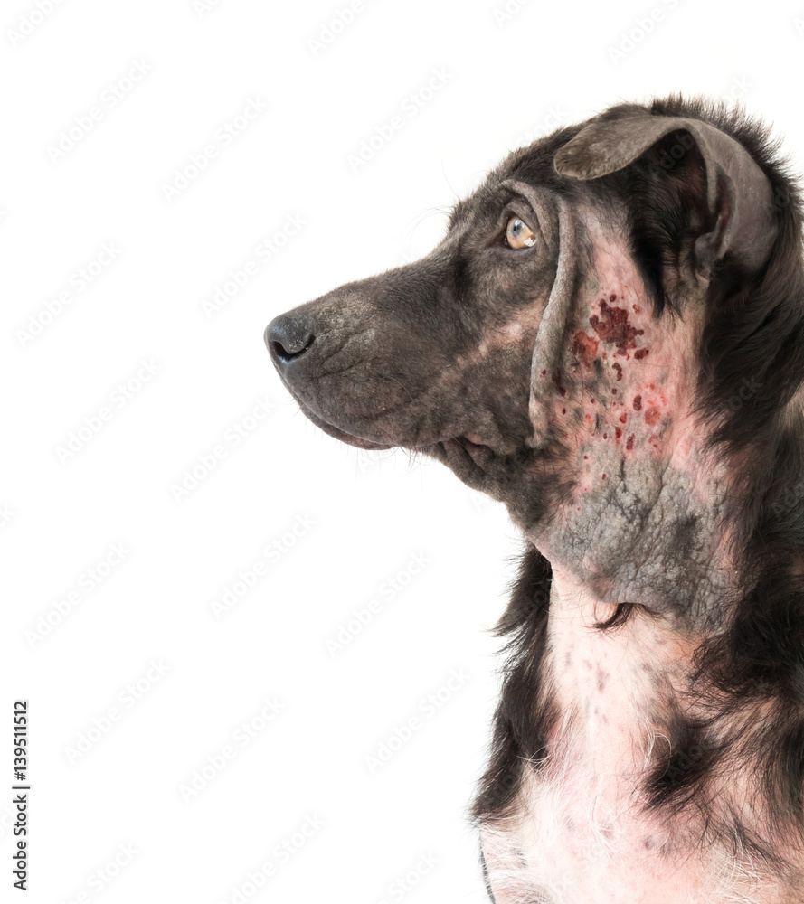 Closeup face of Dog sick leprosy skin problem with white background