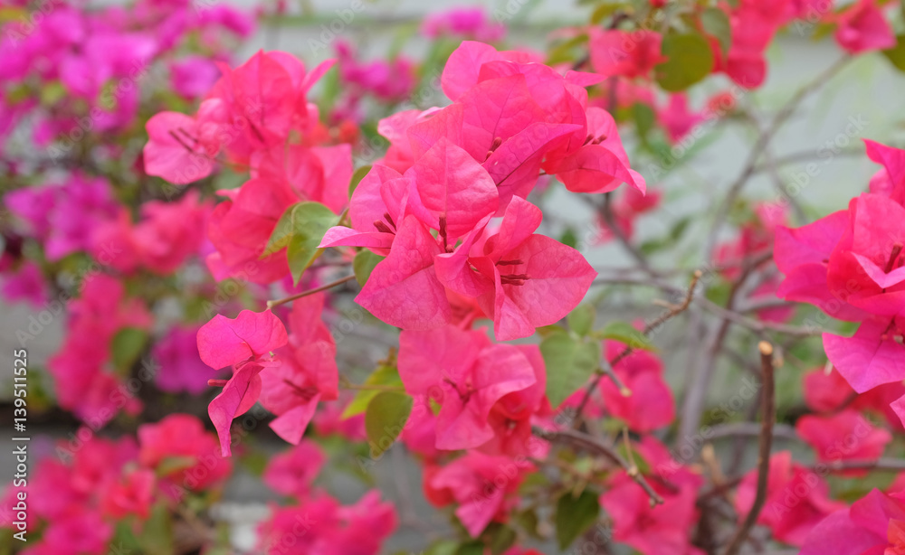 Pink Bougainvillea flowers background.