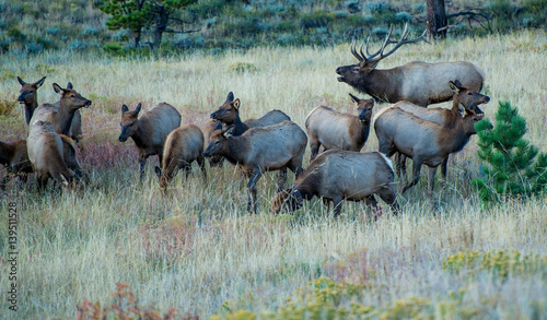 Elk 