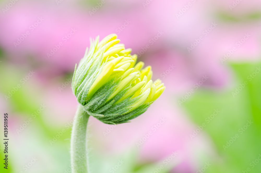 Fototapeta premium Yellow Gerbera flower blossom in spring