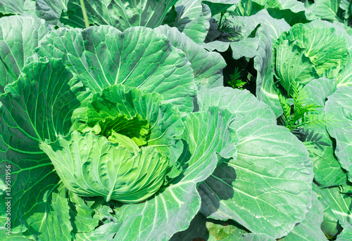 Fresh green Cabbage in the garden, selective focus