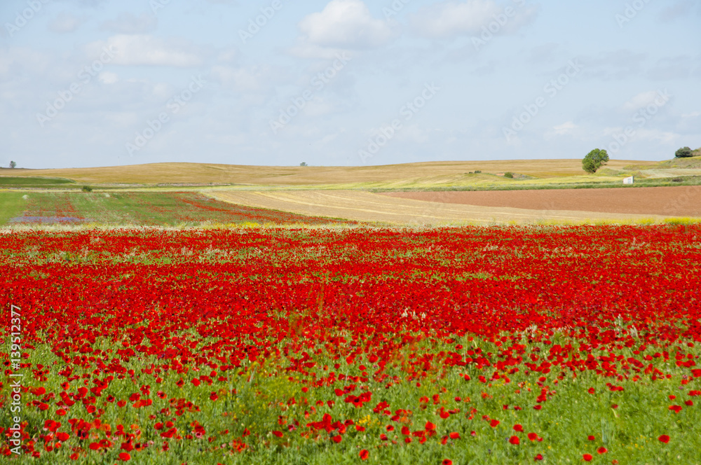 Poppy Field - Spain