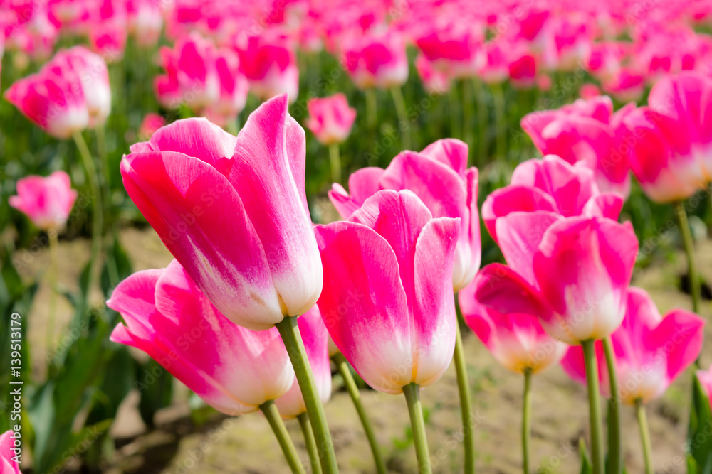 Pink and white tulips growing on a tulip field