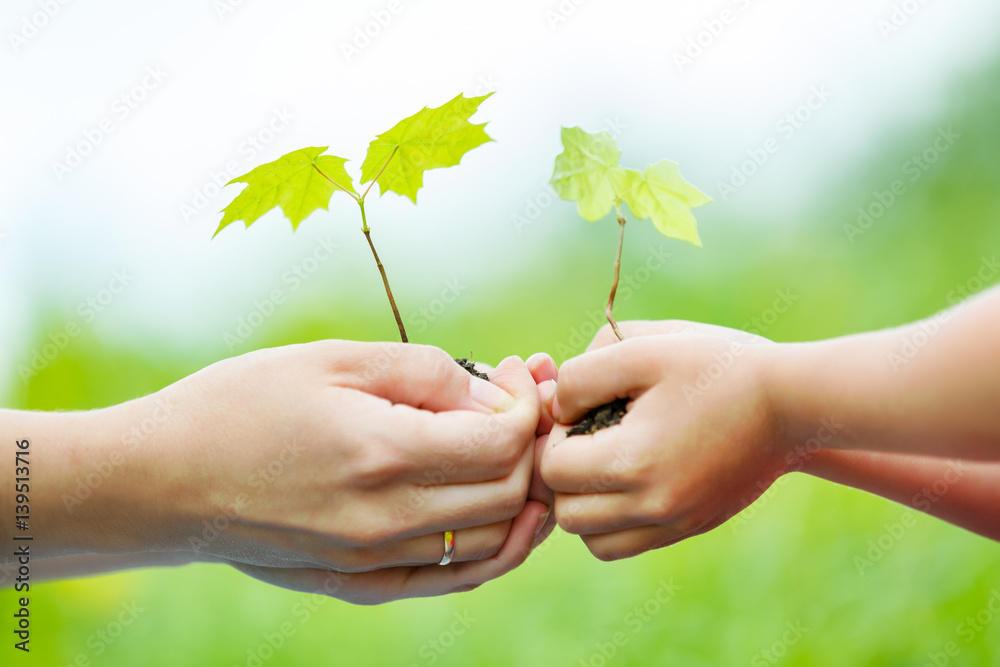 Adult and child holding little green plant in hands. Ecology concept Adult and child holding little green plant in hands. Ecology concept