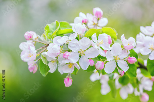 Fototapeta Naklejka Na Ścianę i Meble -  Blooming apple tree in spring garden