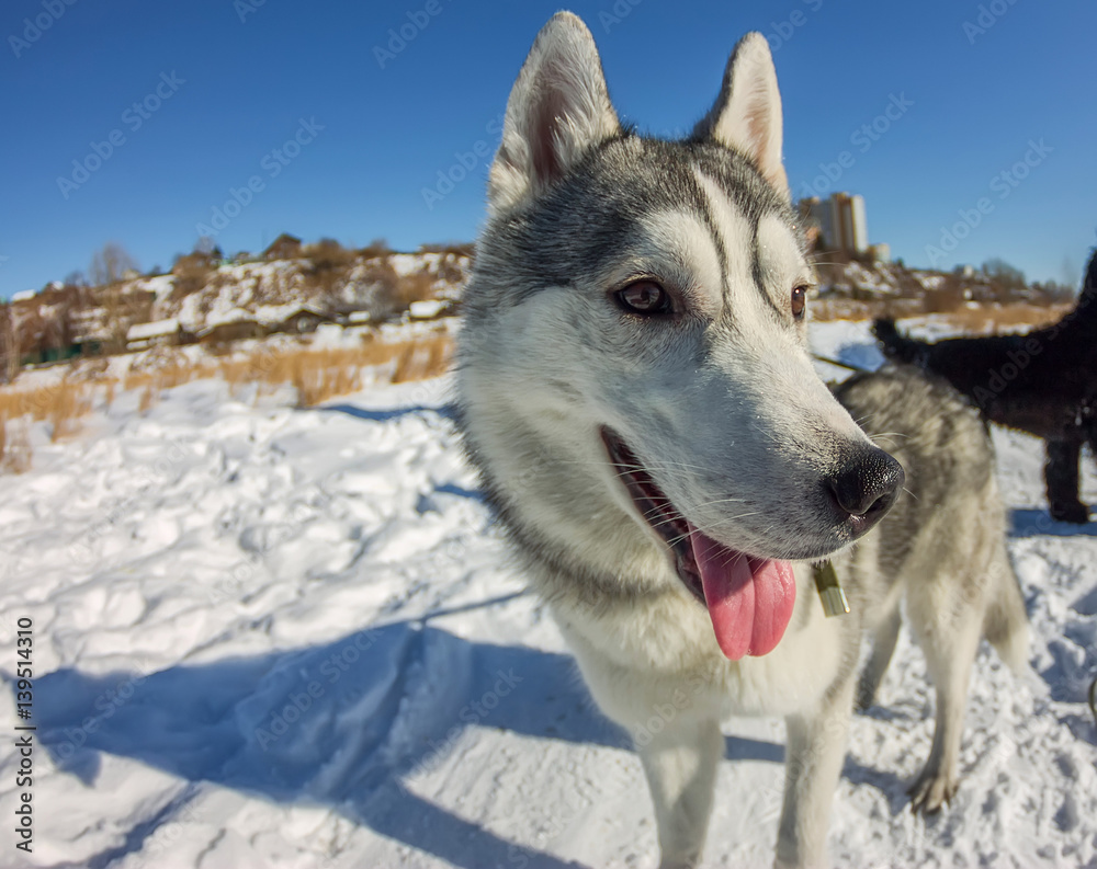 Fish Eye portrait of husky dog muzzle closeup Fish Eye portrait of husky dog muzzle closeup