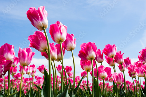 Fototapeta Naklejka Na Ścianę i Meble -  Pink and white tulips growing on a tulip field