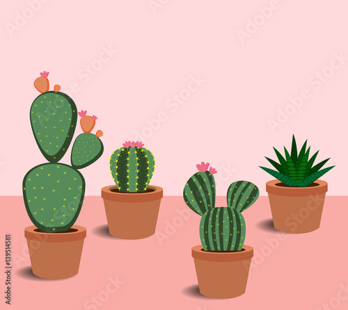 cactus and succulents with flowers
