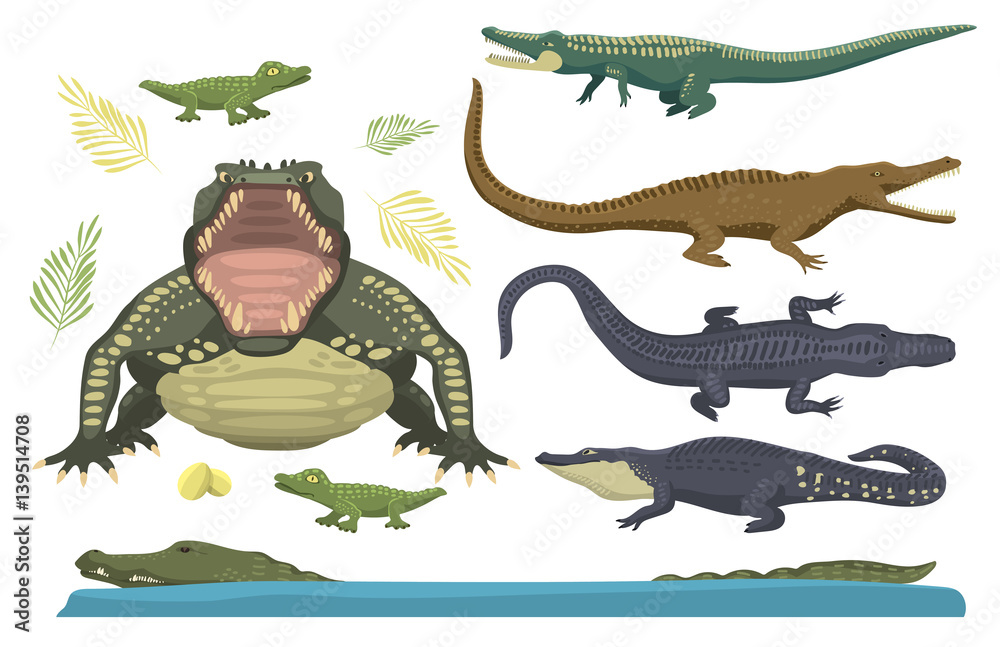 Fototapeta premium Cartoon green crocodile danger predator and australian wildlife river reptile carnivore alligator with scales teeth flat vector illustration.