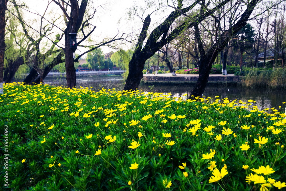 Fototapeta premium Flower garden