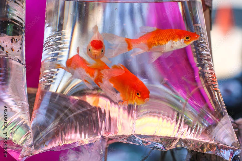 aquarium fish in a plastic bag with water for carrying Stock Photo