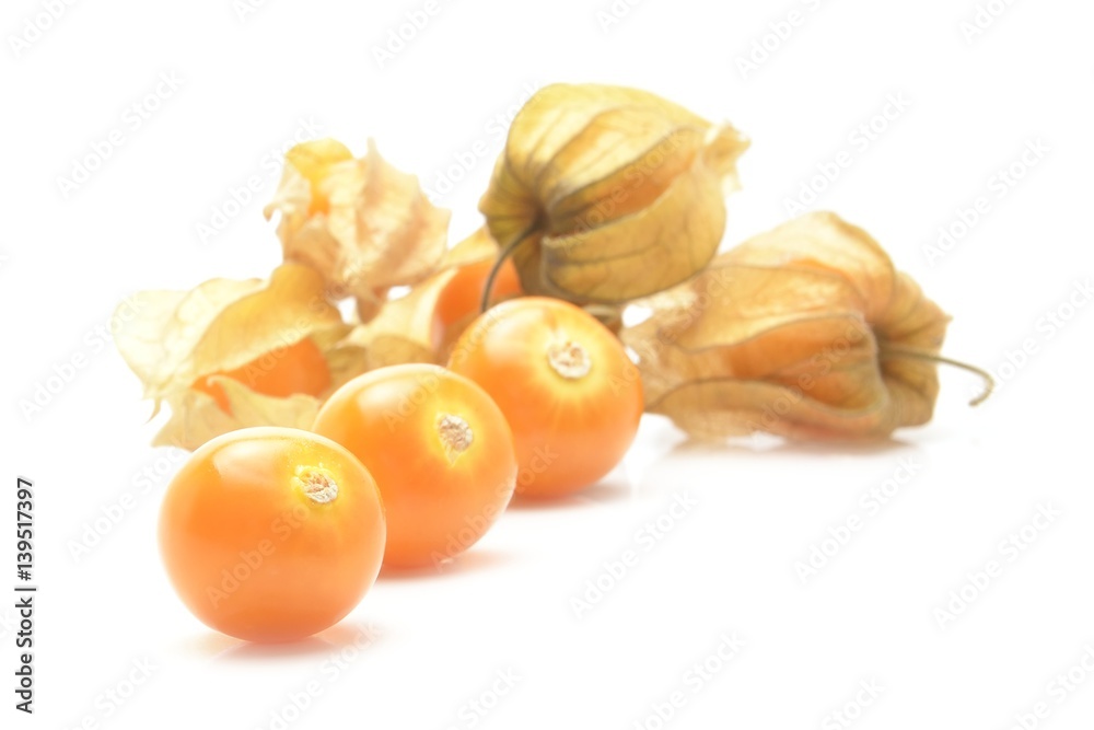 physalis physalis