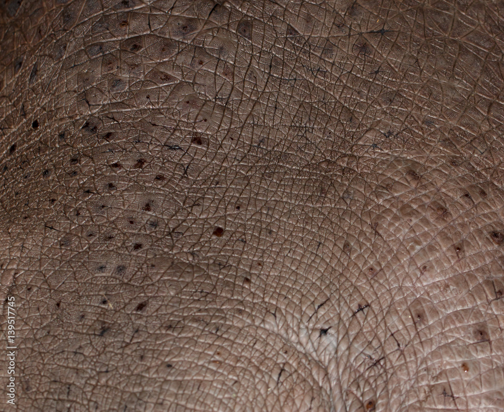 Naklejka premium hippo skin as background