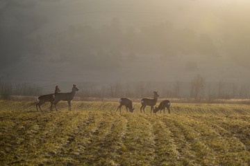 Fotobehang Ree Kudde reeën in winters landschap  © remus20