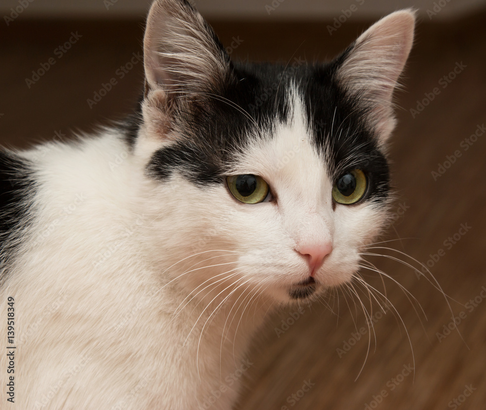 black and white cat black and white cat