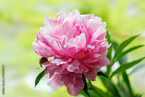 Pink peony flower on light green background  selective focus