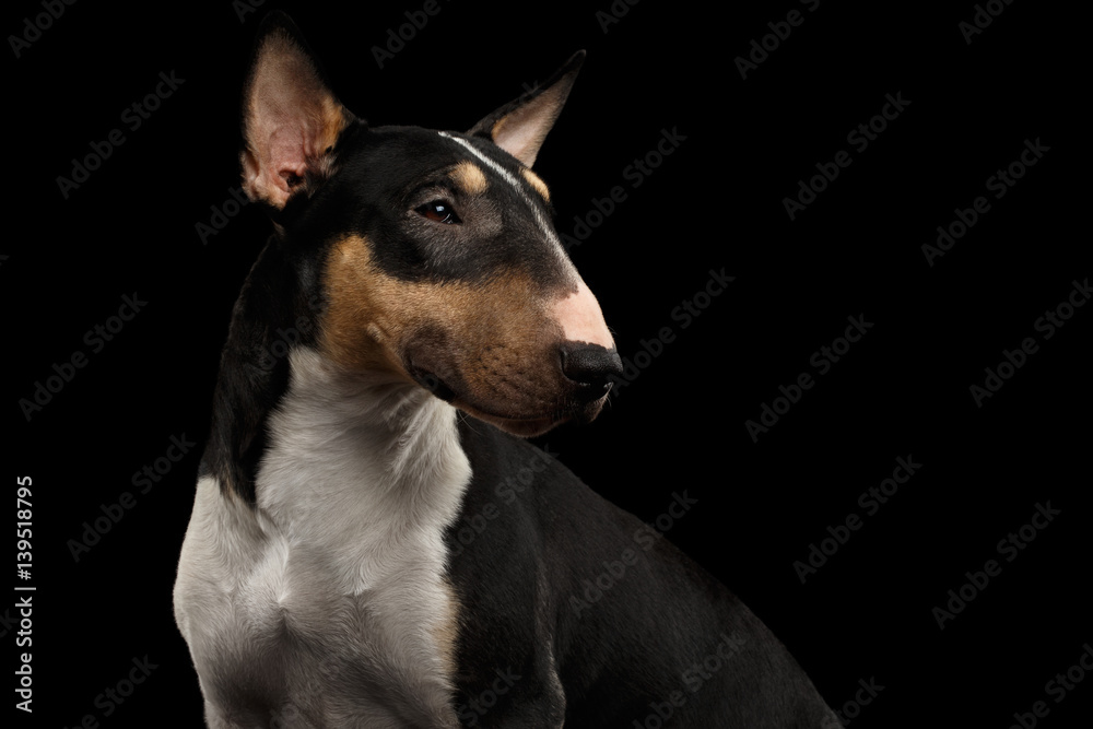 Portrait of Gorgeous Bull Terrier Dog Looking back on isolated Black background Portrait of Gorgeous Bull Terrier Dog Looking back on isolated Black background
