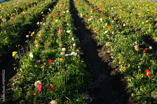 ポピー 花摘み 花畑 春