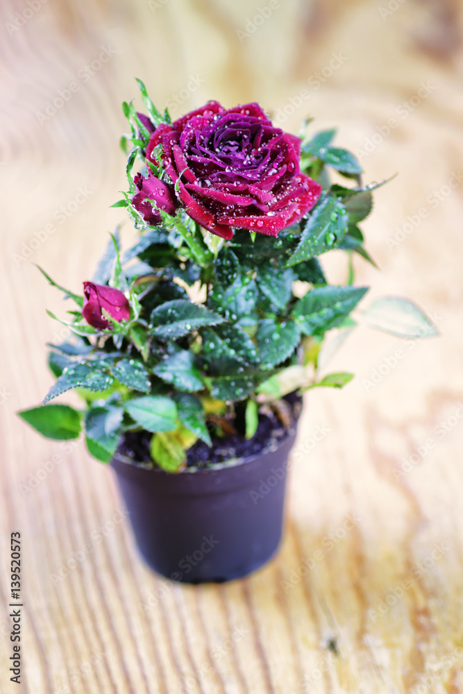 rose fresh pot macro rose fresh pot macro